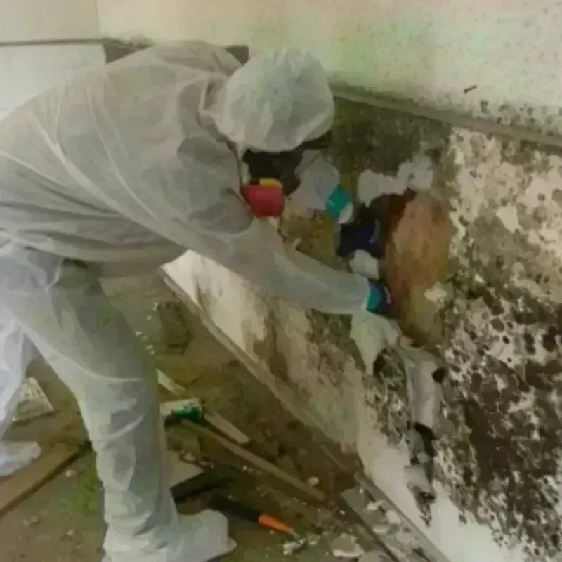 Mold Remediation and Removal in San Bernardino, CA